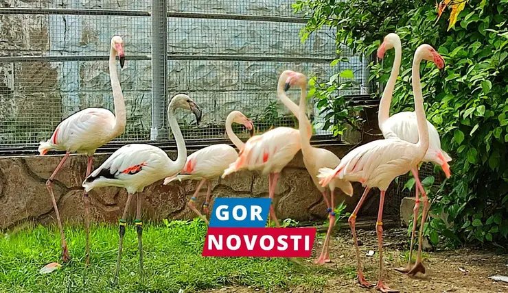 Спасенный фламинго в красноярском «Роевом ручье» оказался девочкой