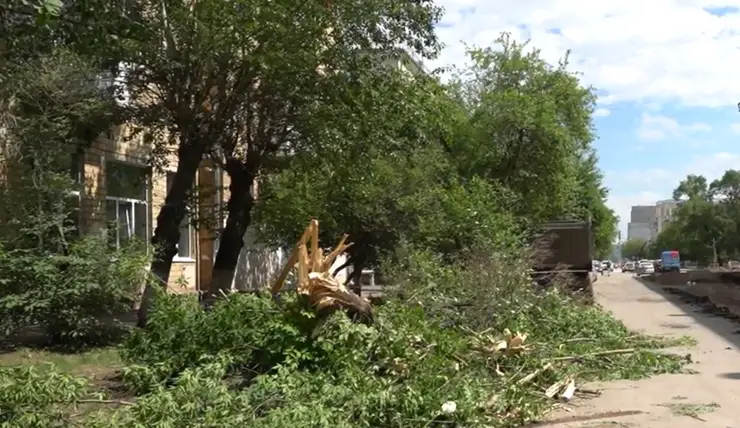 В Красноярске мэр приостановил снос деревьев на улице Красной Армии