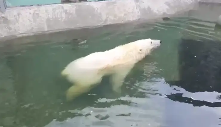 Спасенный в Красноярском крае медведь Диксон отдыхает в своем бассейне