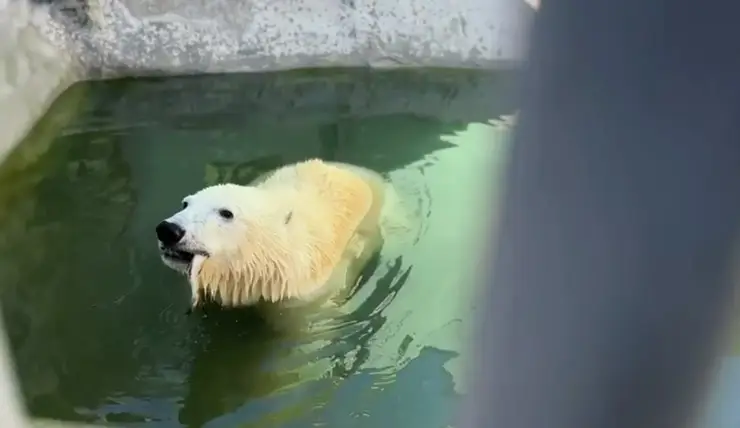 Спасенный в Красноярском крае медведь Диксон совершенствуется в рыбалке