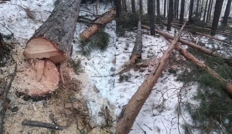 В Красноярском крае с незаконными рубками деревьев борются с помощью беспилотников