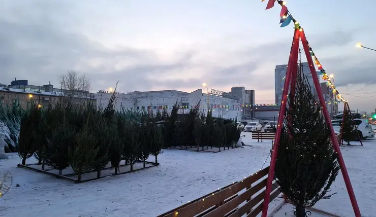 В Центральном районе Красноярска заработали два елочных базара