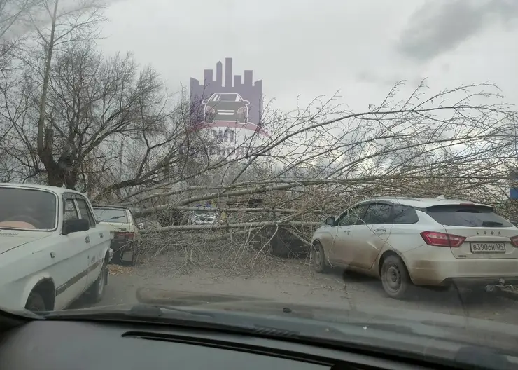 В Красноярске упавшее от ветра дерево повредило четыре автомобиля