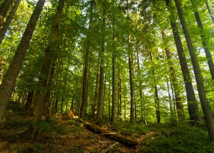 В Ирбейском районе возбудили уголовное дело о незаконной рубке леса