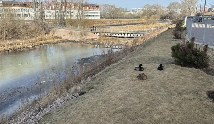 В Красноярском крае планируют очистить от мусора более 800 км береговых линий