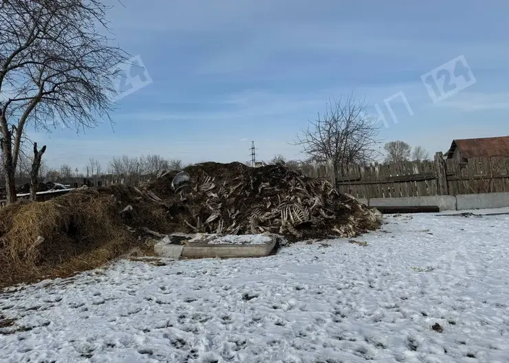 Под Красноярском нашли несанкционированный скотомогильник