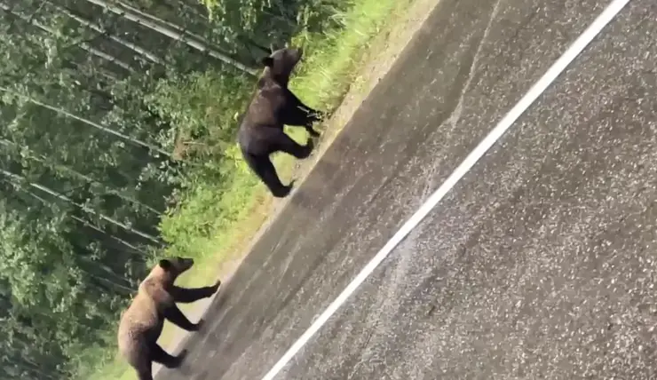 В Красноярском крае заметили гуляющих вдоль трассы медвежат