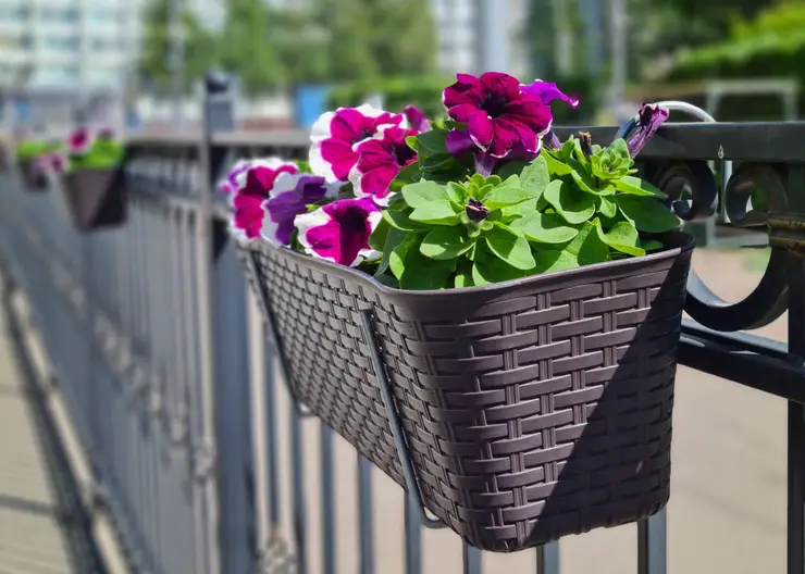 Более 350 объектов в Центральном районе Красноярска оформили цветами