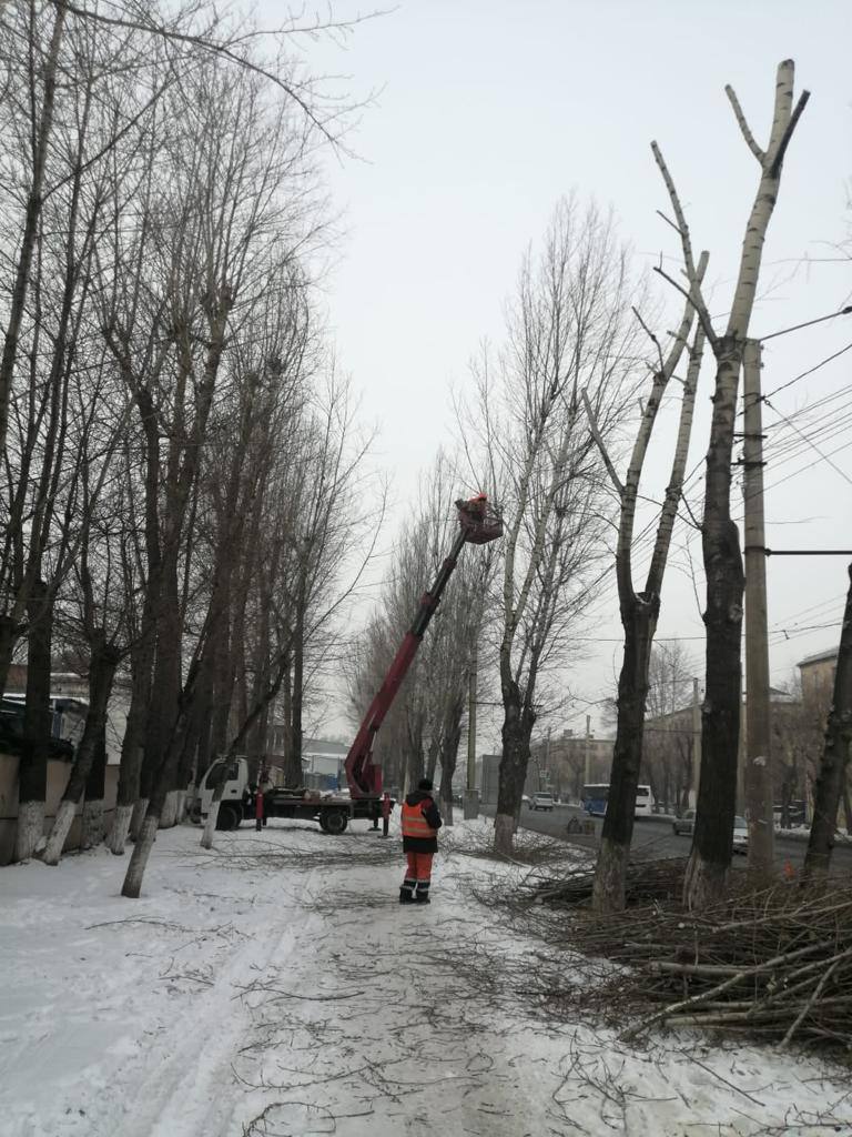 В Красноярске начали обрезать деревья на улице Калинина