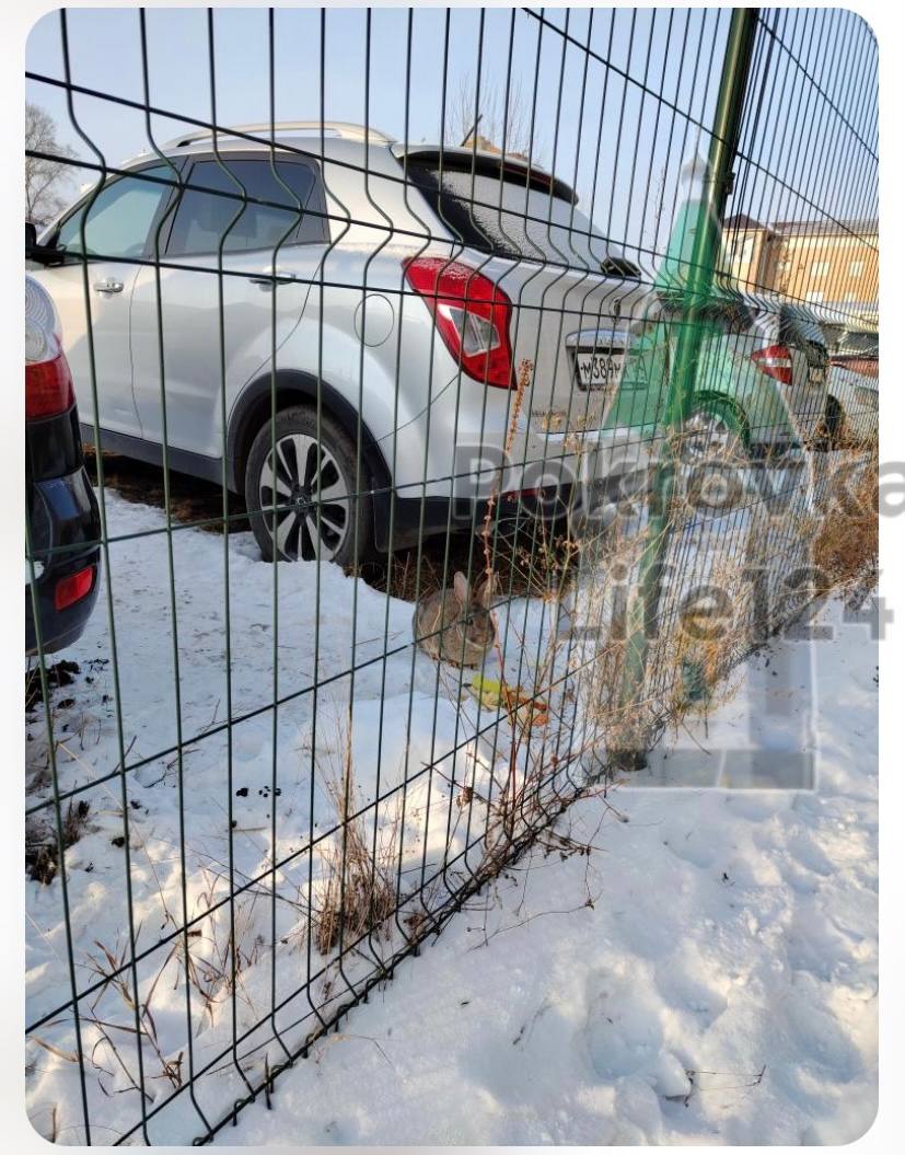 В Красноярске на автостоянке в Покровском нашли кролика