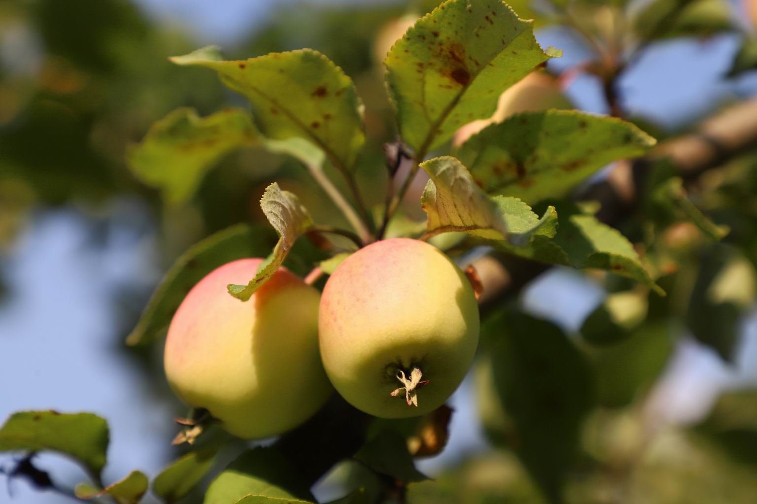 I an apples yesterday. Яблоки на Татышева.