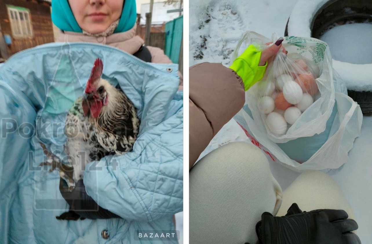 В Красноярске женщина спасла петуха и получила награду