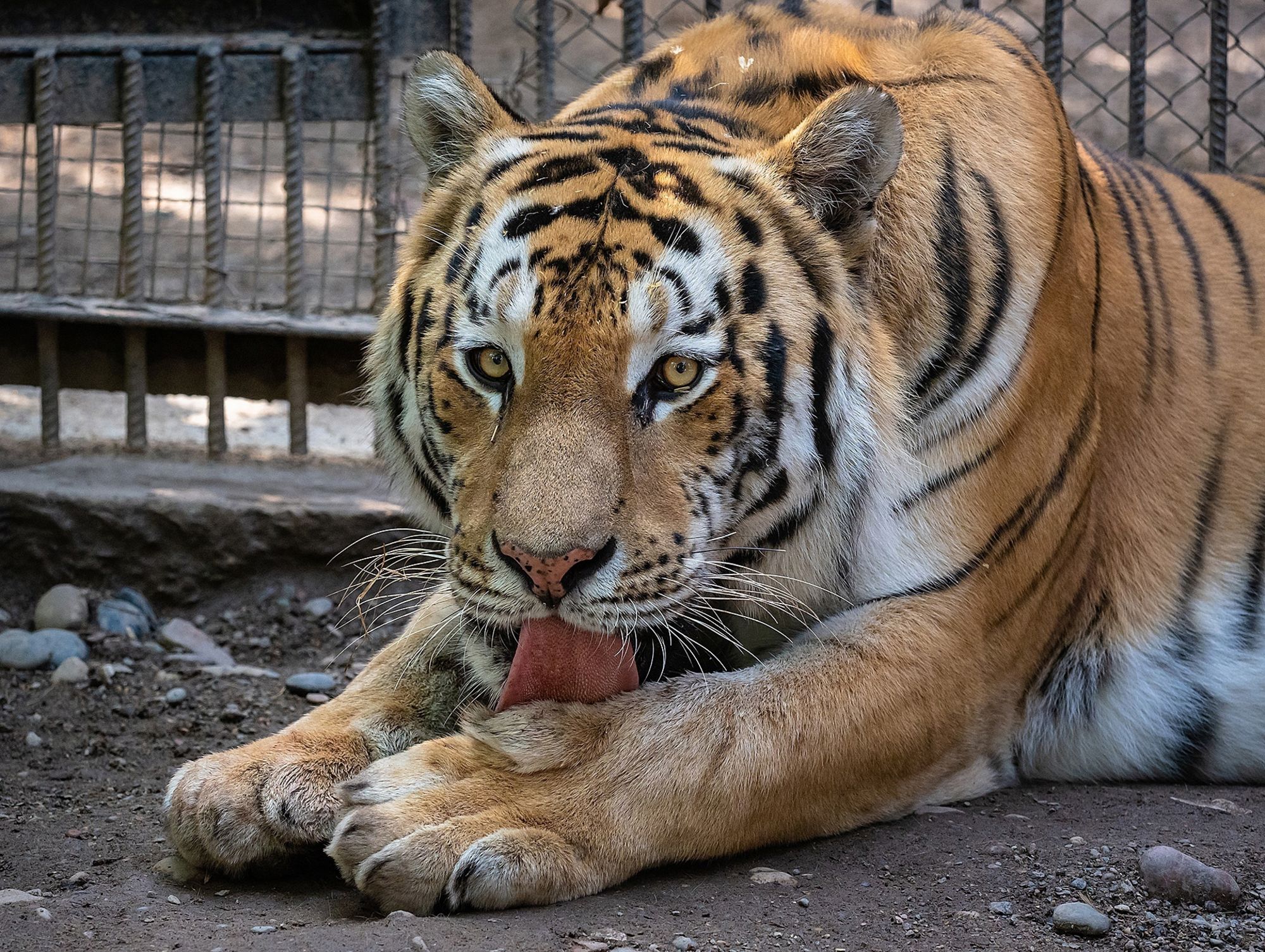 Неожиданная встреча с тигром: что делать? (ПАМЯТКА)