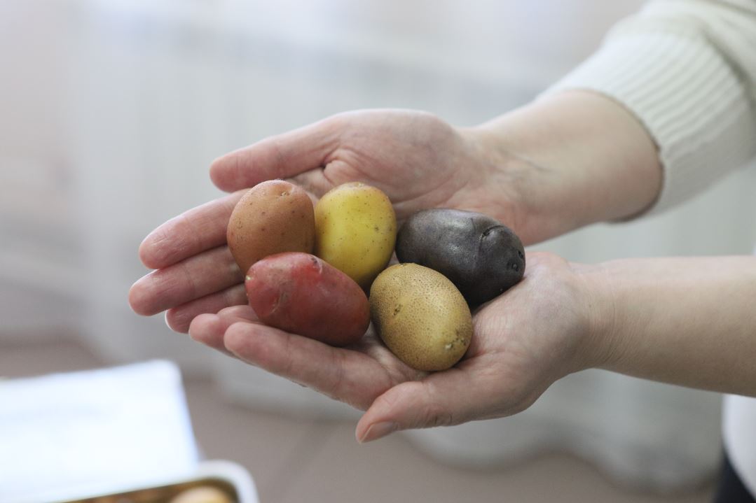 Красноярцы выбрали лучшие сорта картофеля - Gornovosti.Ru