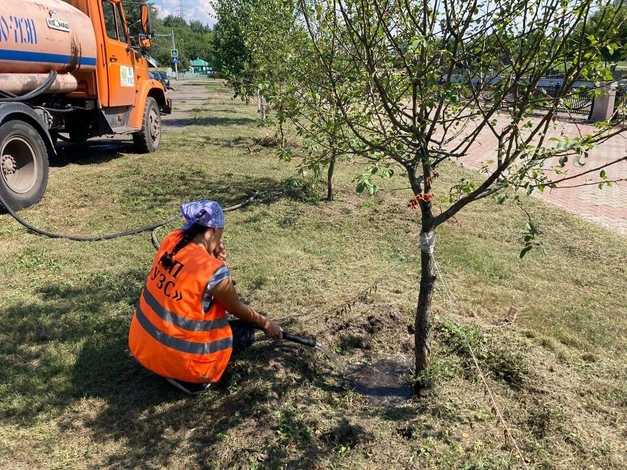 В Красноярске из-за жары на полив городских растений уходит 100 кубометров  воды каждый день - Gornovosti.Ru