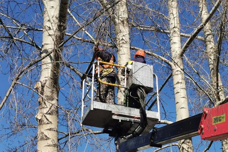 Представителей управляющих компаний научат правильно обрезать деревья ...