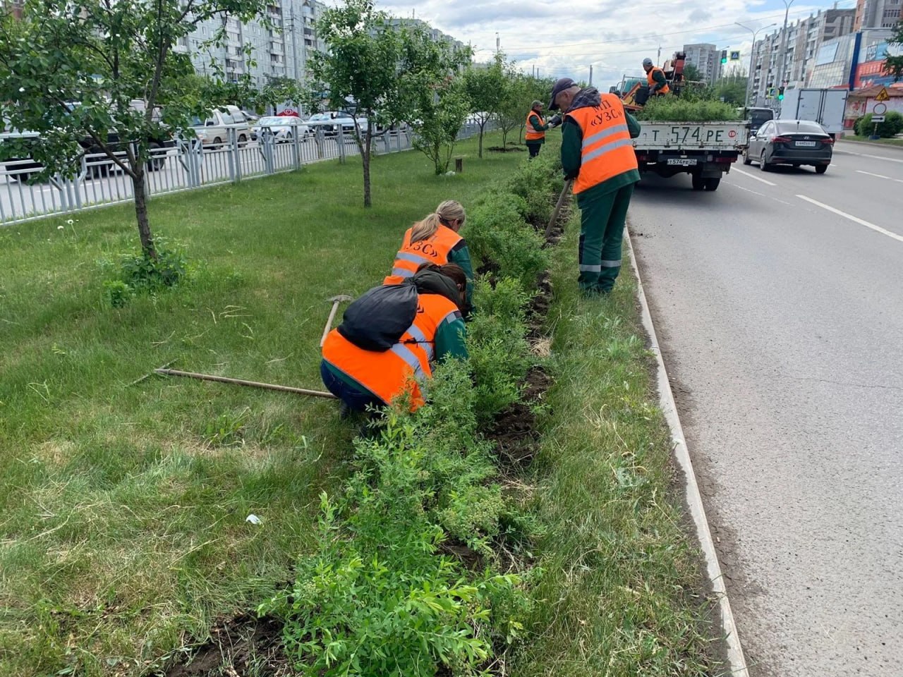 В Красноярске вдоль улицы 9 Мая высадили кусты пышноцветущего кустарника