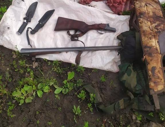 В Красноярском крае два друга без разрешения застрелили лося и спрятали тушу в воде