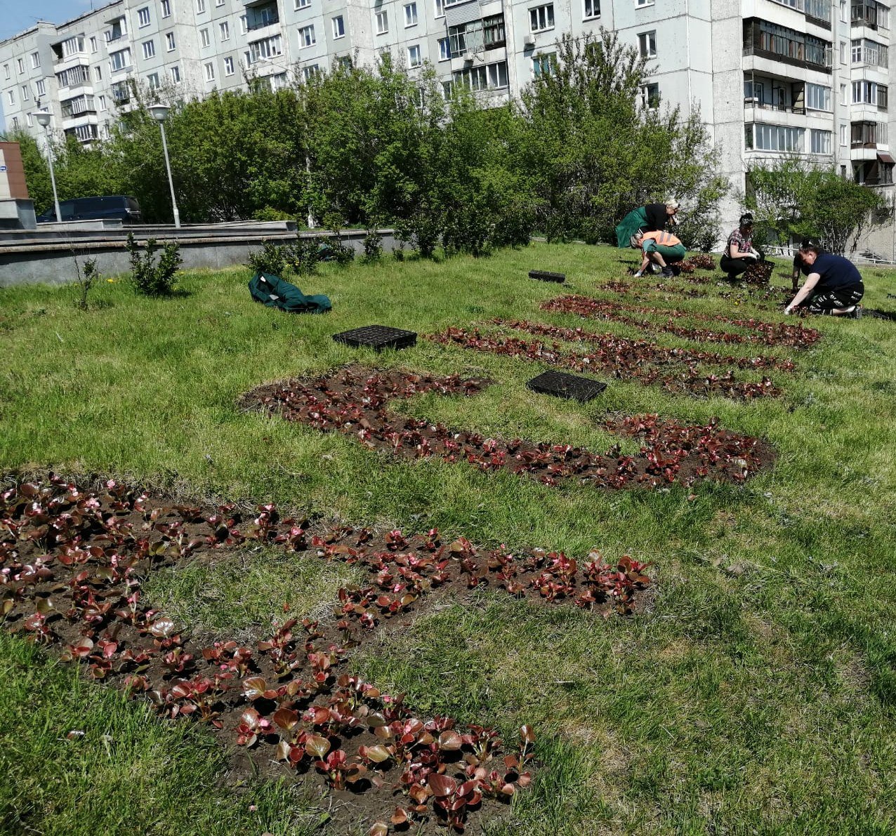 В Красноярске засаживают клумбы цветами