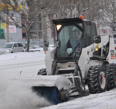 Рыжая рысь против снега