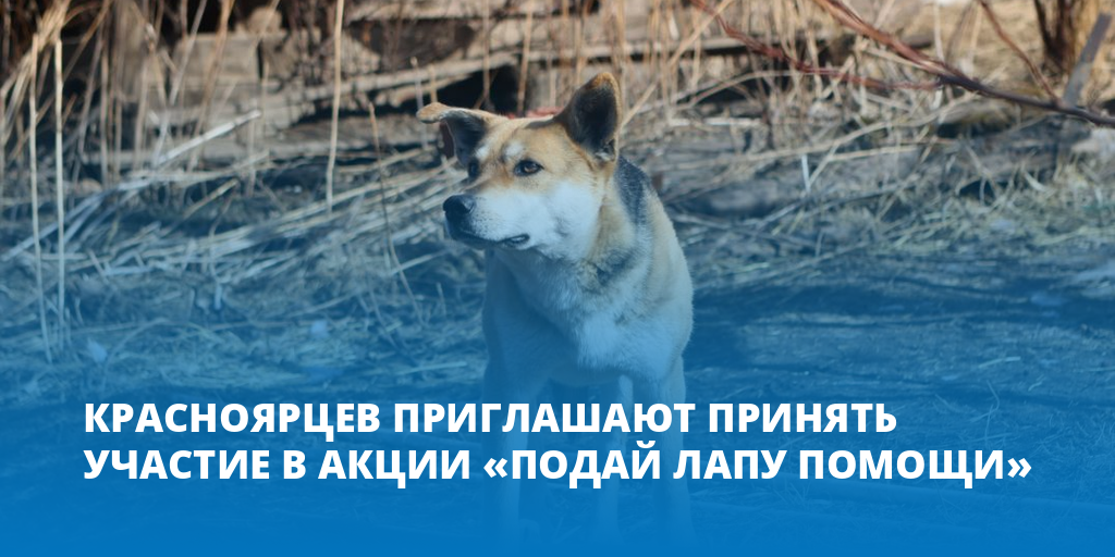 Дворняжка при встрече сразу лапу подает. Подай лапу помощи. Акция Подай лапу помощи. Приют доброе дело. Акция доброе дело.