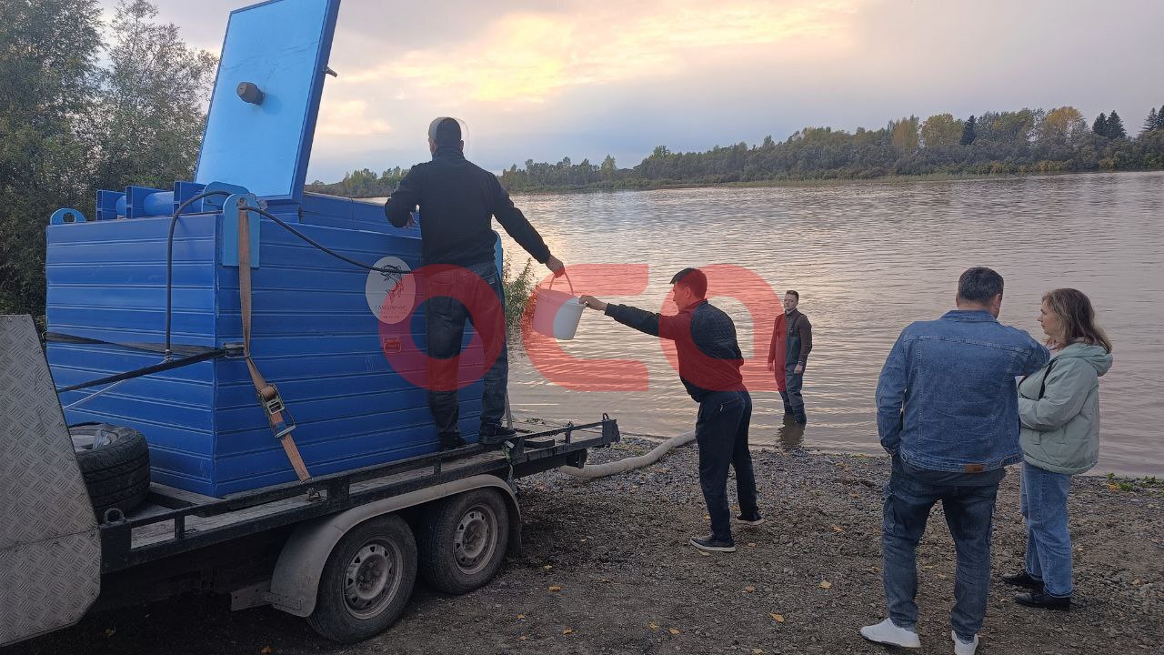 В Красноярском крае выпустили почти 200 тысяч мальков сибирского осетра в Чулым