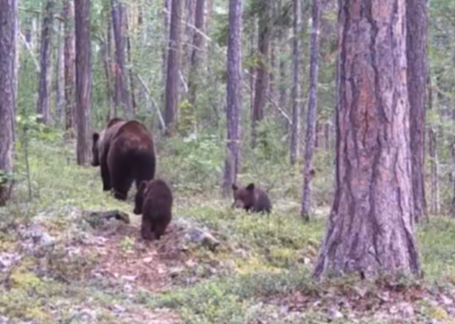 Косолапая семейка попалась в фотоловушку красноярского заповедника