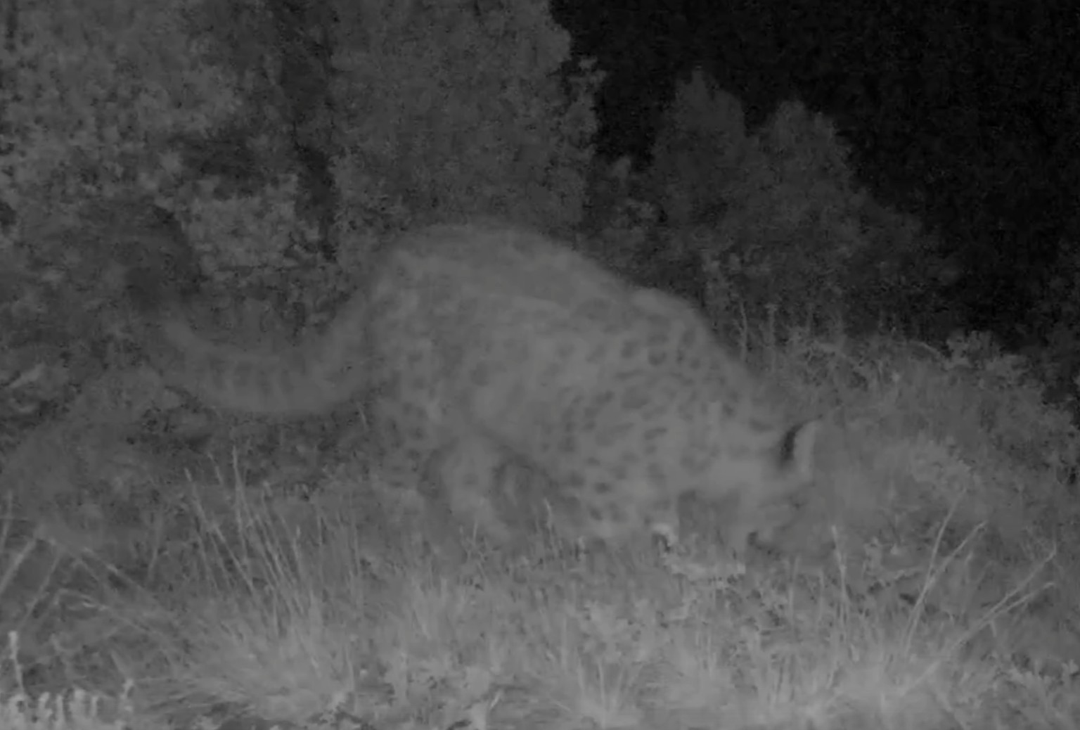 Котёнок снежного барса мило помяукал у фотоловушки в красноярском заповеднике