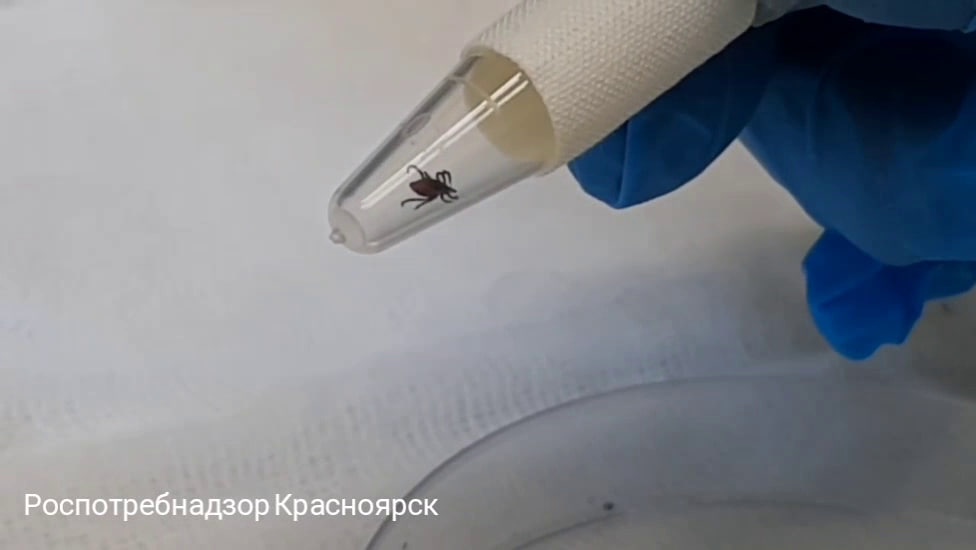 В Красноярском крае за неделю клещи укусили 1 514 жителей