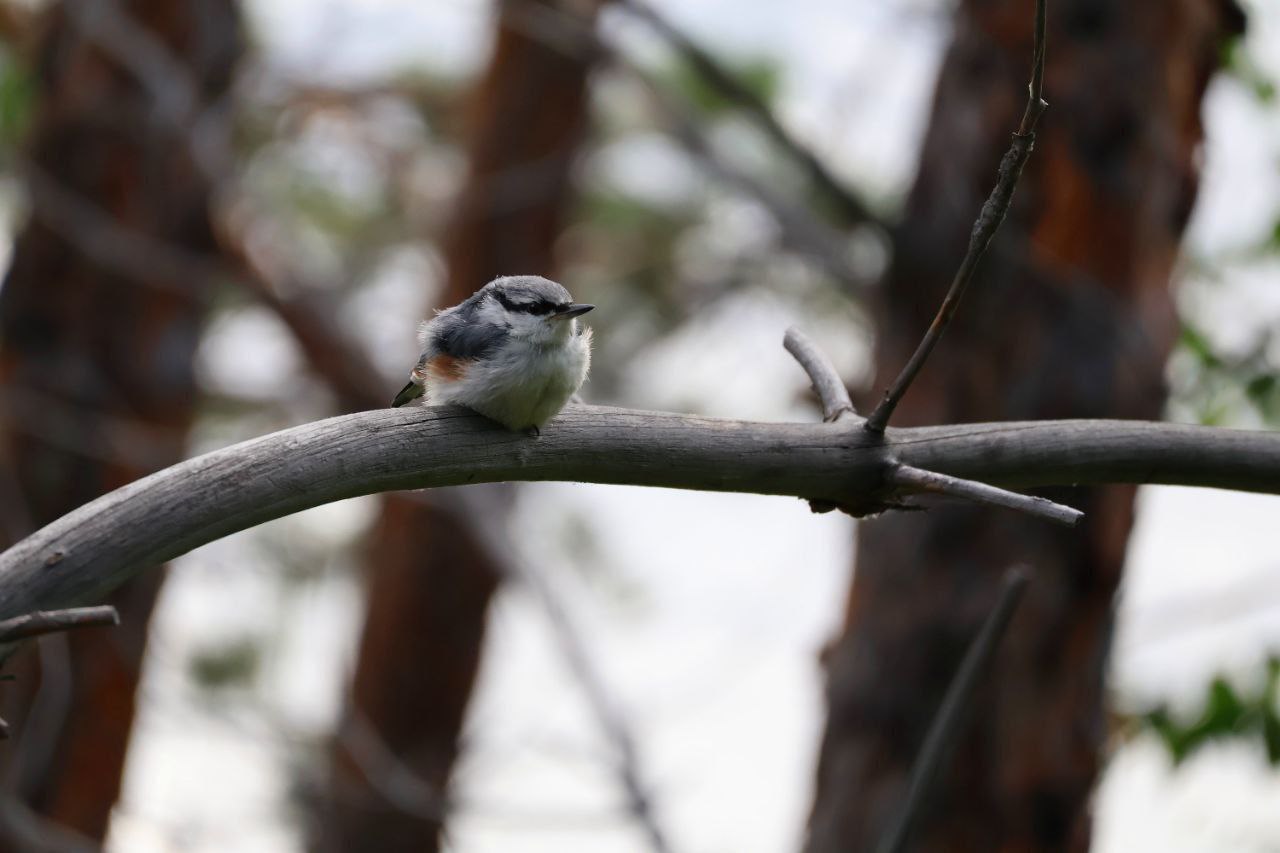 На юге Красноярского края распушился поползень