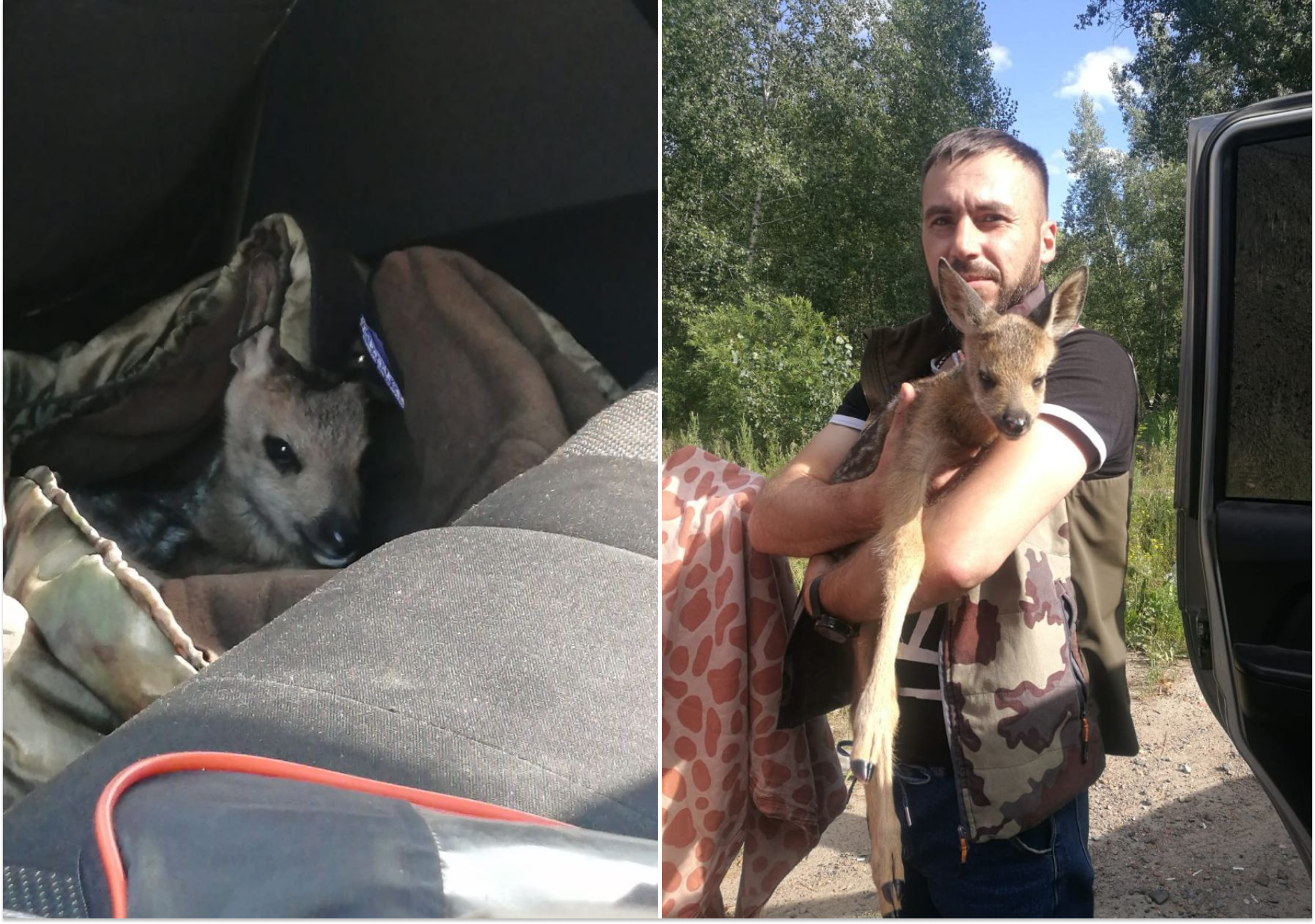 Спасенную под Красноярском косулю передали в зоопарк Зеленогорска