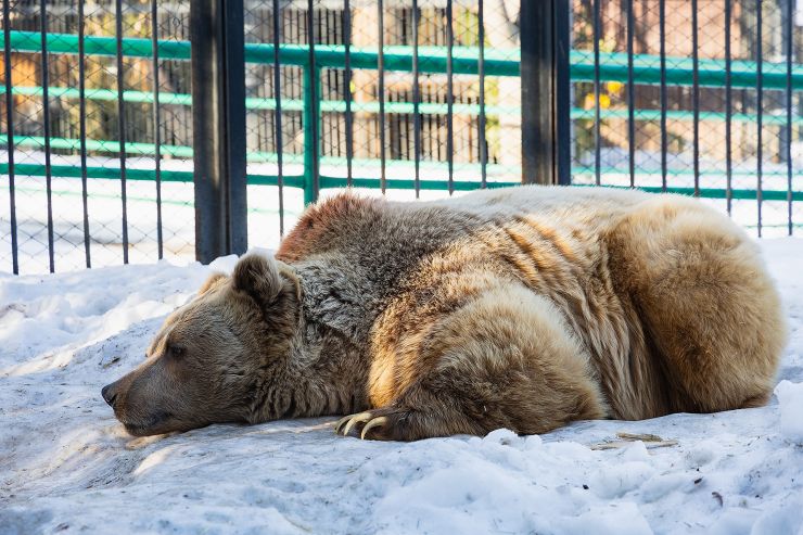 В красноярском «Роевом ручье» проснулись медведи Памир и Буян