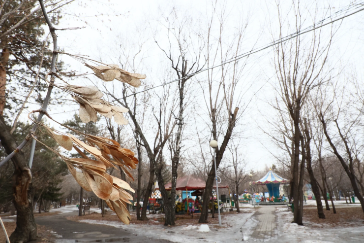 Инвазивные растения в Красноярском крае: ждать ли вырубки американских клёнов после нового закона?