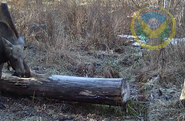 Любопытный лось повредил фотоловушку в заказнике под Красноярском