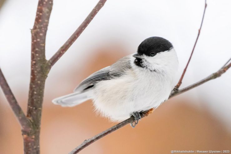 В Красноярске 15 января отмечают День зимующих птиц