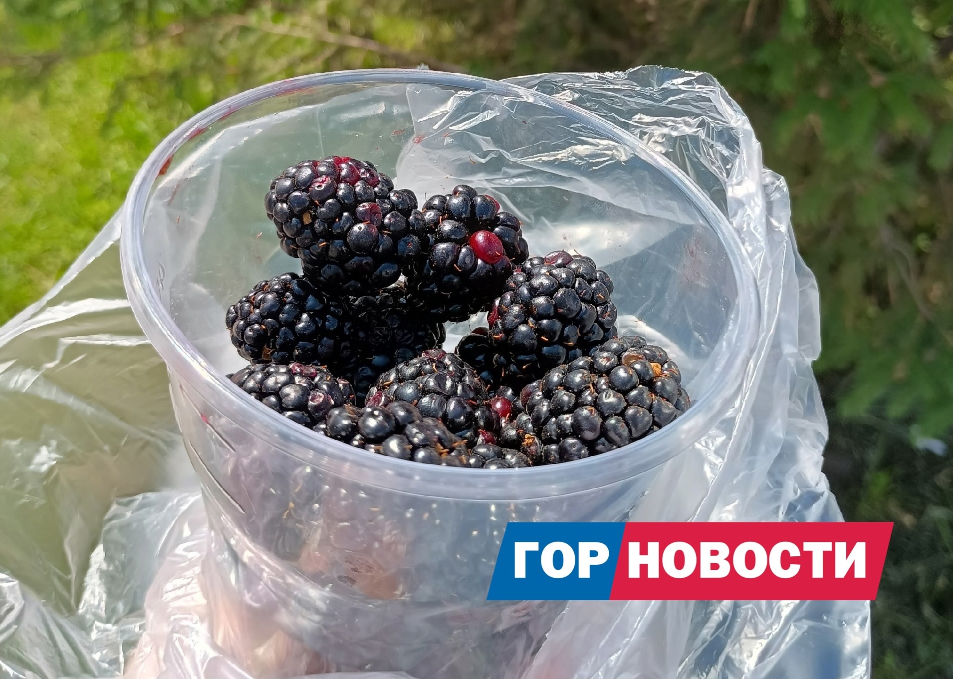 В Красноярске начали продавать малину и ежевику
