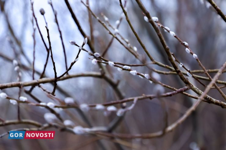 Главные Gornovosti недели: запрет самокатов, сезон клещей, строительство храма и новые автобусы