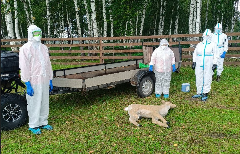В Красноярском крае прошли учения по ликвидации очага ящура