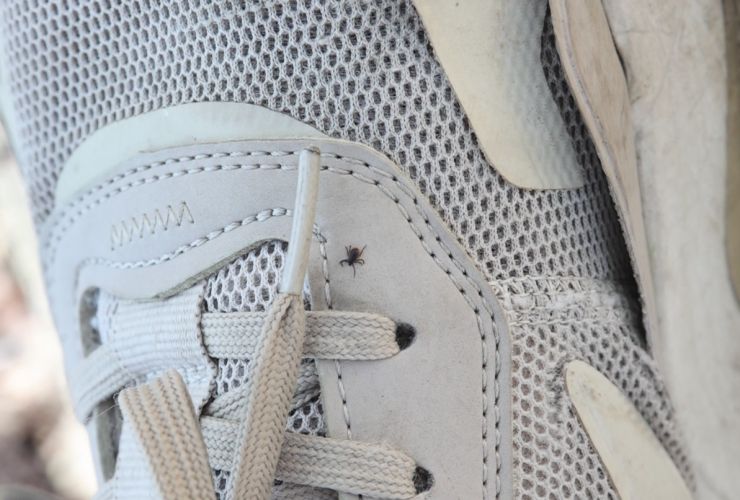 В Красноярске определили первого подрядчика для обработки города от клещей