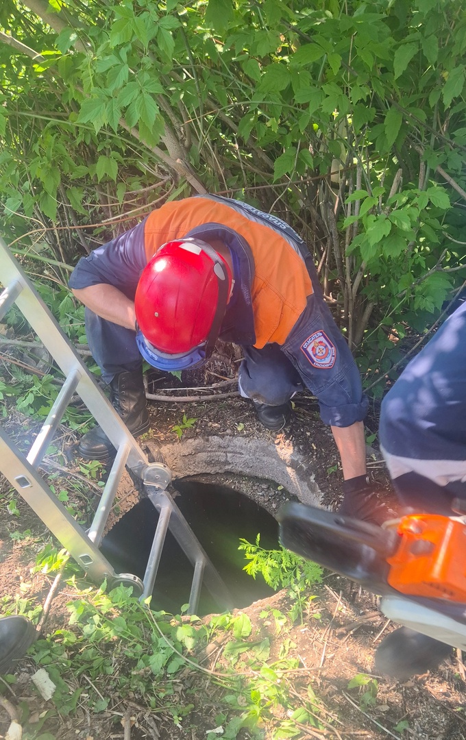 Красноярские спасатели вытащили упавшую в коллектор собаку