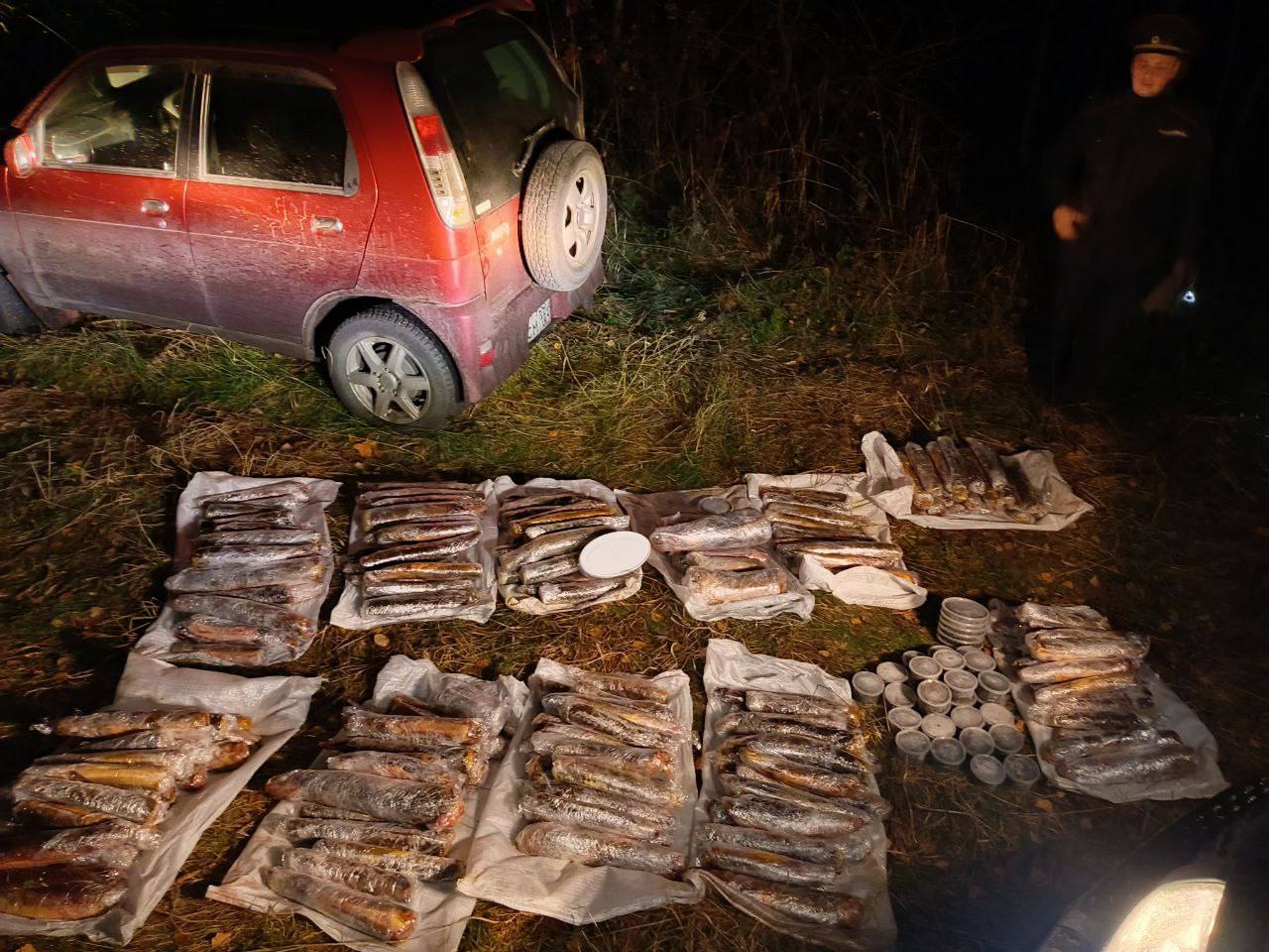 В машине пожарного из Красноярского края обнаружили 217 краснокнижных стерлядей