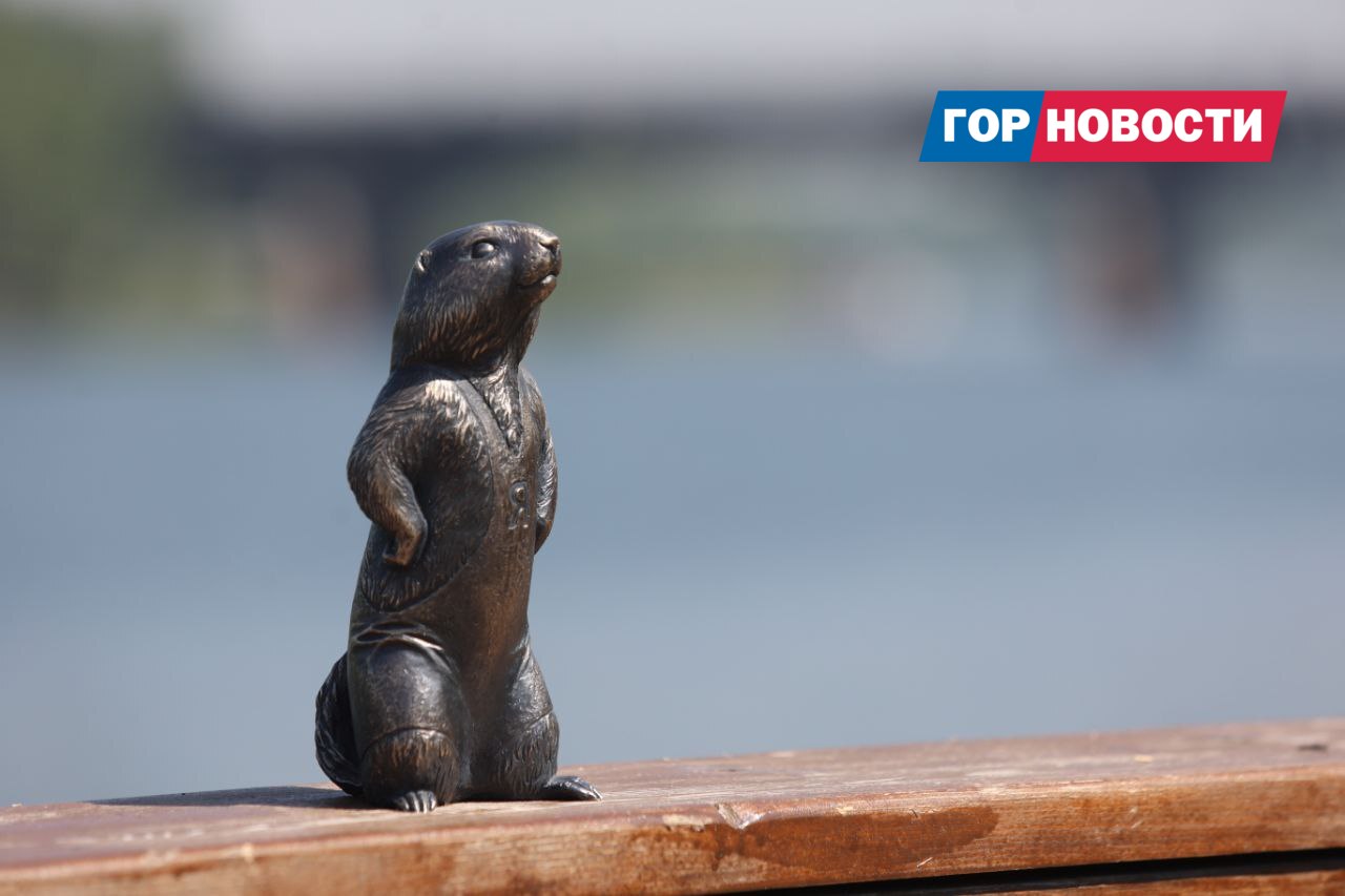 На Ярыгинской набережной в Красноярске поселился суслик-борец