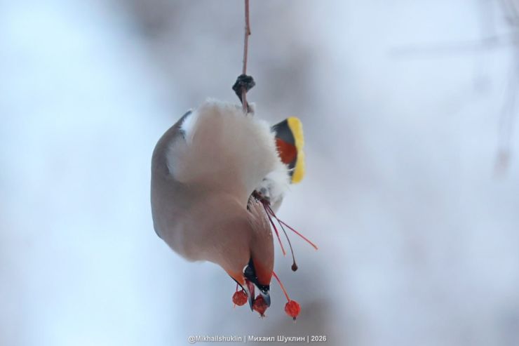 Синоптики снова предупредили красноярцев о морозах