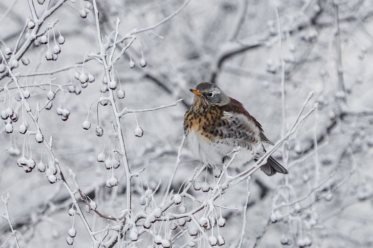 Морозы отступят от Красноярска только к концу недели 
