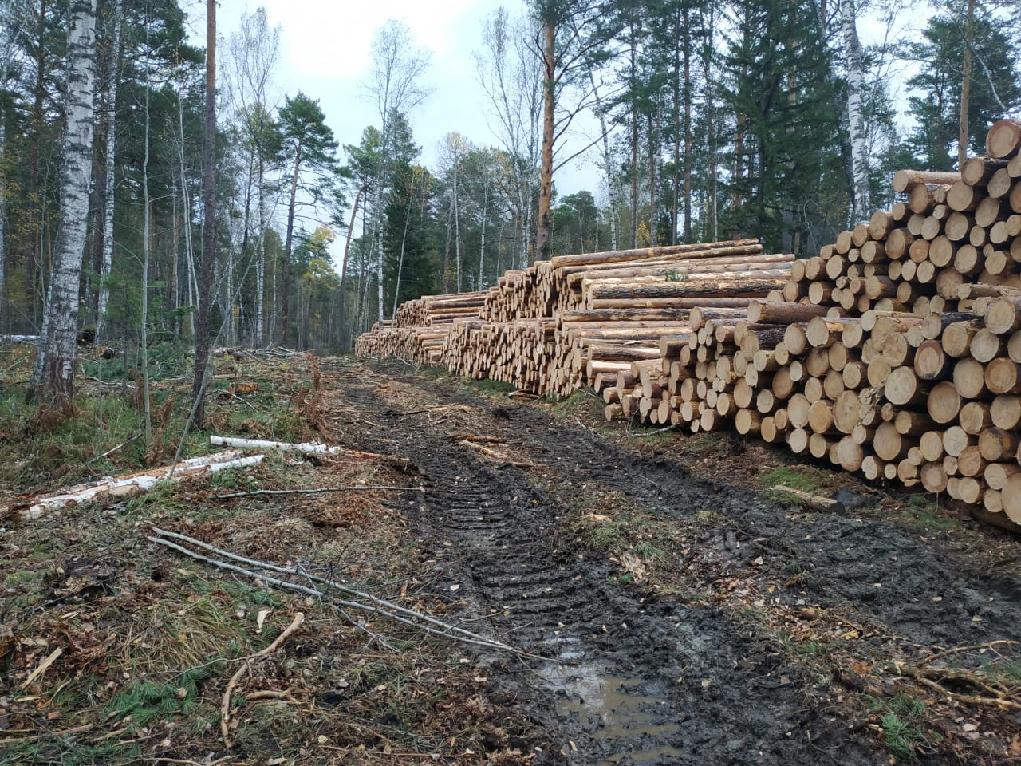 «Черному лесорубу» в Красноярском крае вынесли приговор
