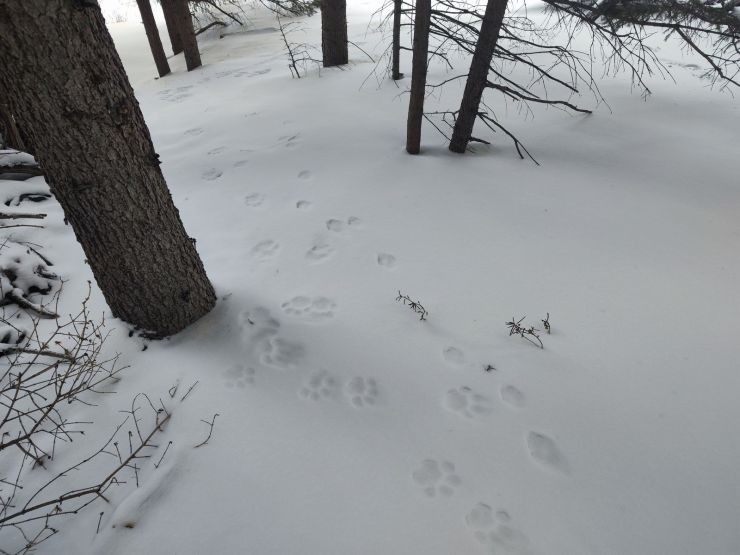 В заповеднике на юге Красноярского края насчитали 18 снежных барсов — 6 из них котята