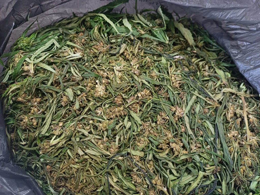 В Красноярском крае задержали мужчину с 600 граммами марихуаны
