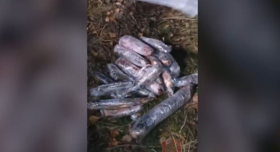 У жителя Красноярского края изъяли 217 тушек запрещенной рыбы