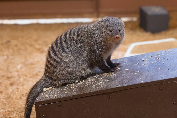 В «Роевом ручье» пройдут показательные кормления животных 