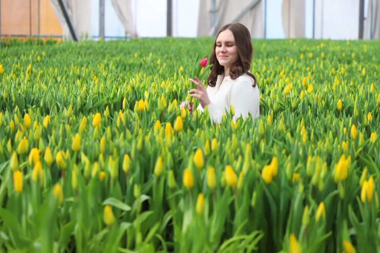 Весна близко: в красноярских теплицах срезали первые тюльпаны